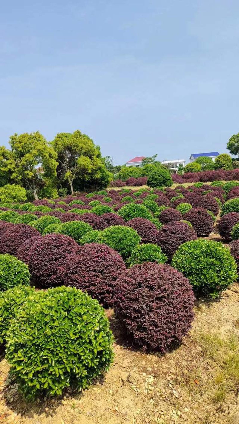 苗木批发：把握季节与市场的双重机遇