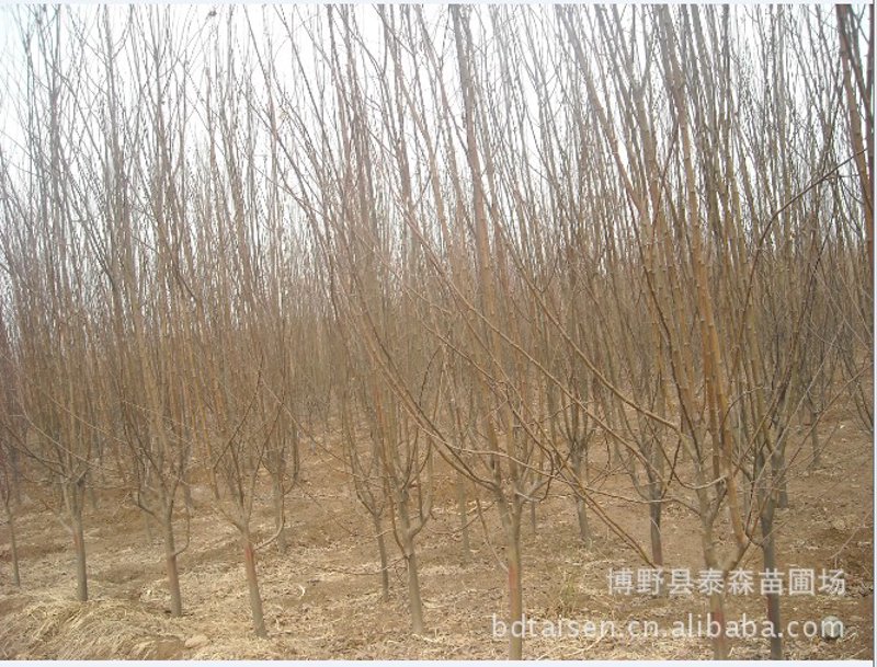 绿化苗木市场的风云变幻