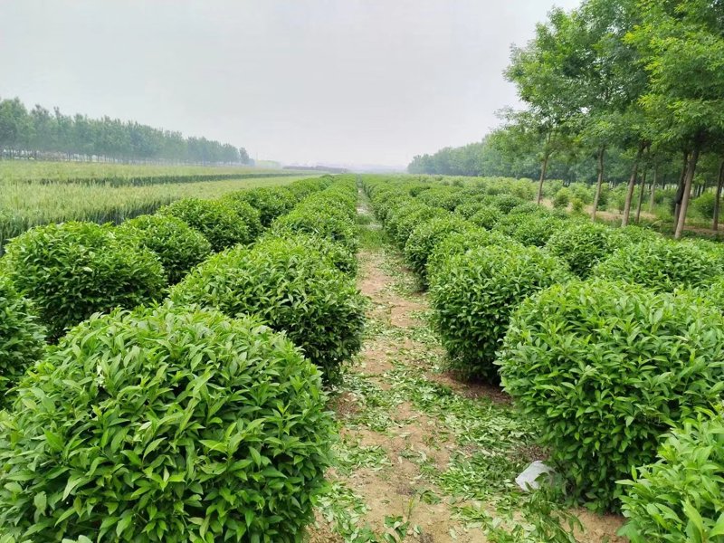 工程苗木行业动态：绿色革命如何重塑城市面貌